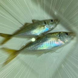 アジ