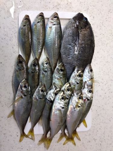 アジの釣果