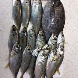 アジ
