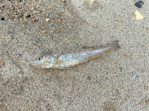 キスの釣果