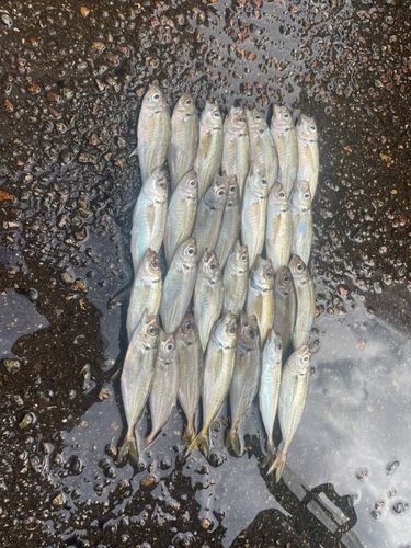 アジの釣果