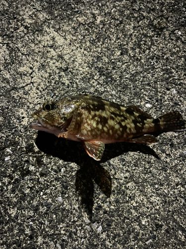 蒲江湾