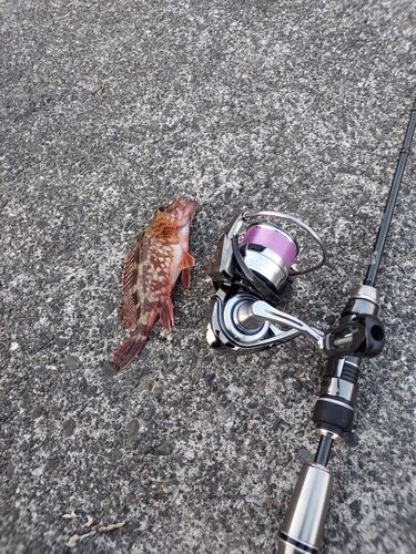 カサゴの釣果