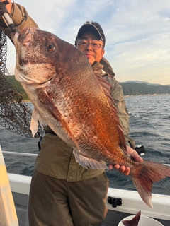 マダイの釣果