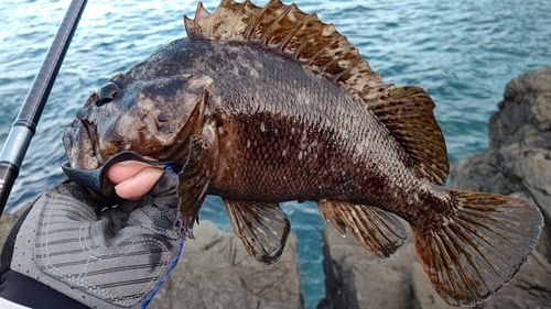 ムラソイの釣果