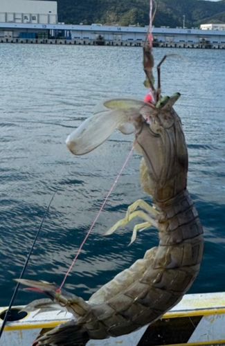 シャコの釣果