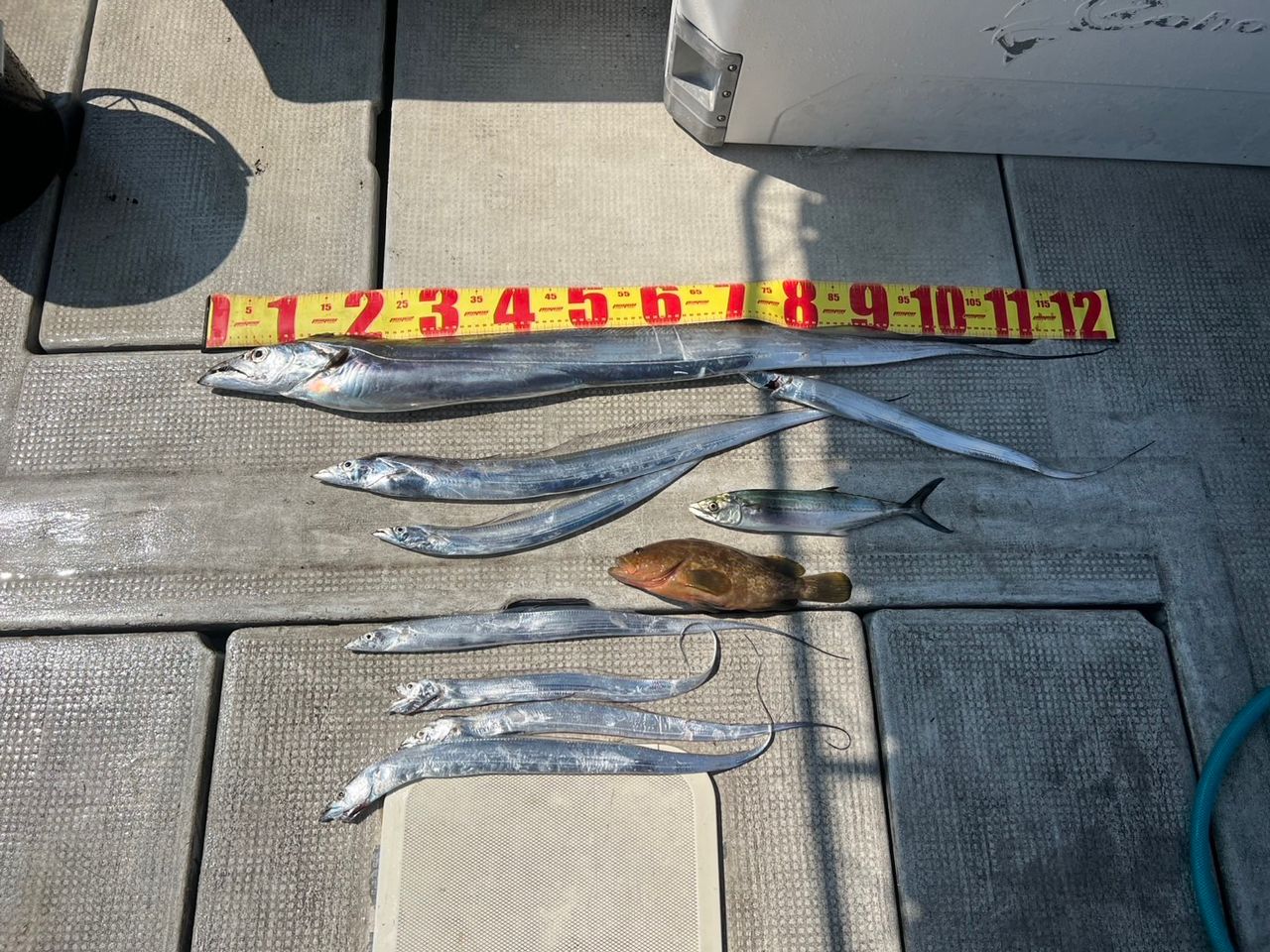 タチウオ