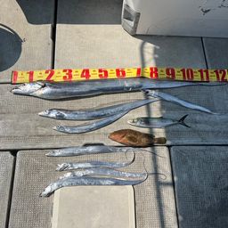 タチウオ