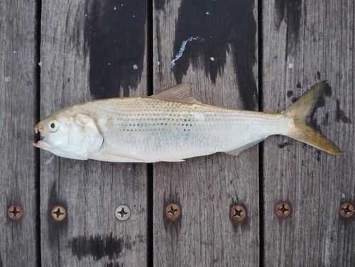 コノシロの釣果