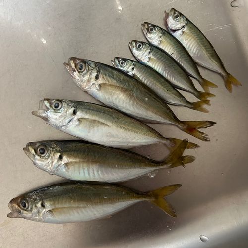 アジの釣果