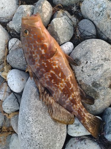 キジハタの釣果