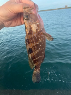 キジハタの釣果