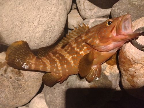キジハタの釣果