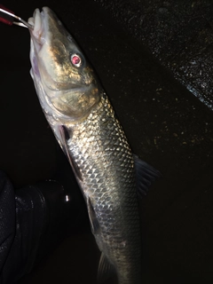 ニゴイの釣果