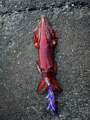 アカイカの釣果