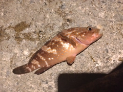 キジハタの釣果