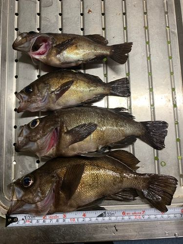 クロメバルの釣果