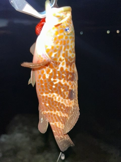 キジハタの釣果