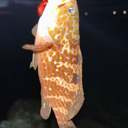 キジハタ