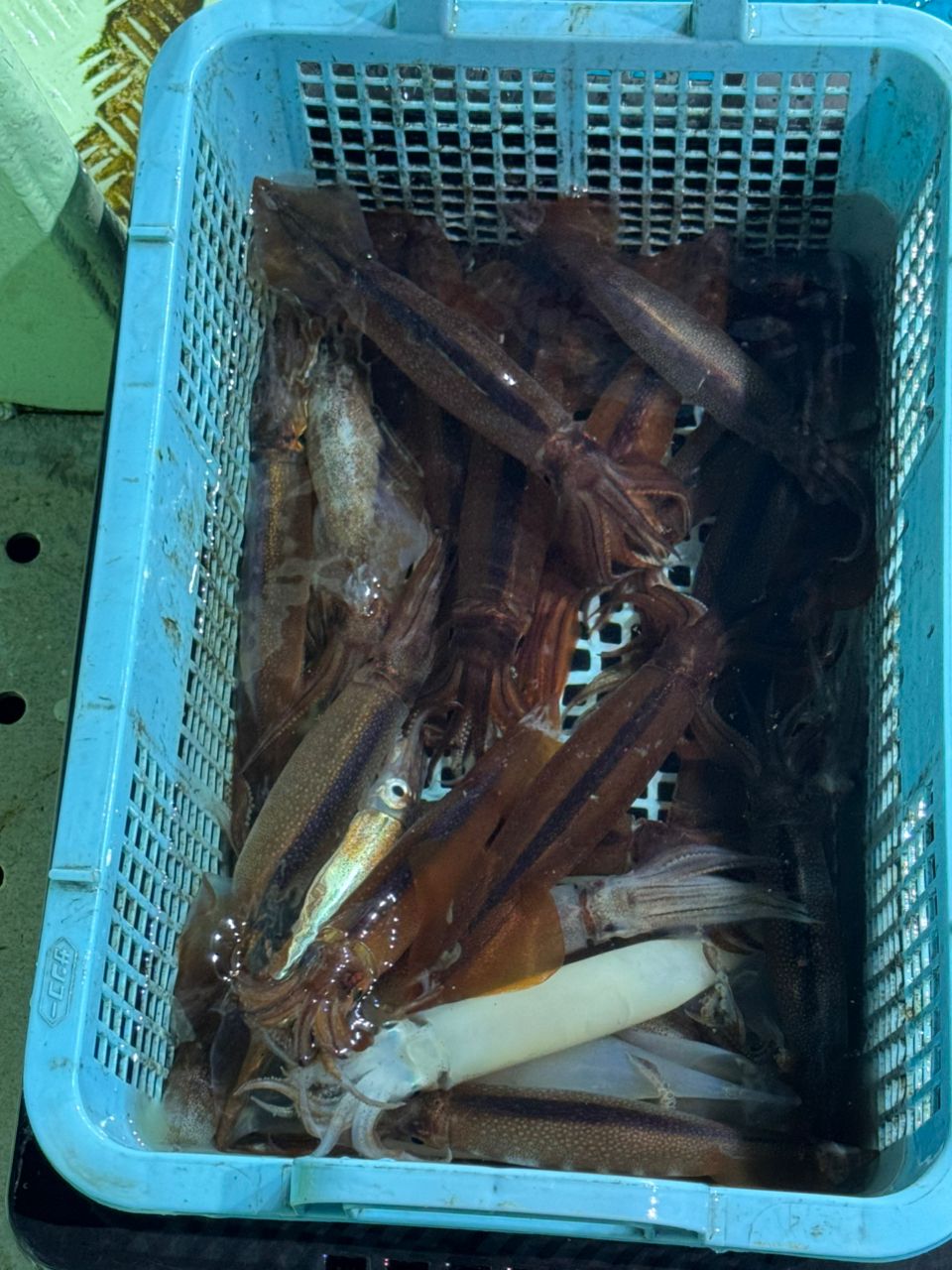 IRONJIGGERさんの釣果 3枚目の画像