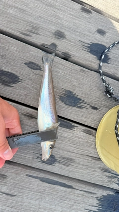 釣果