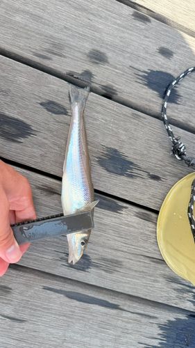 釣果