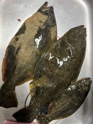 ヒラメの釣果