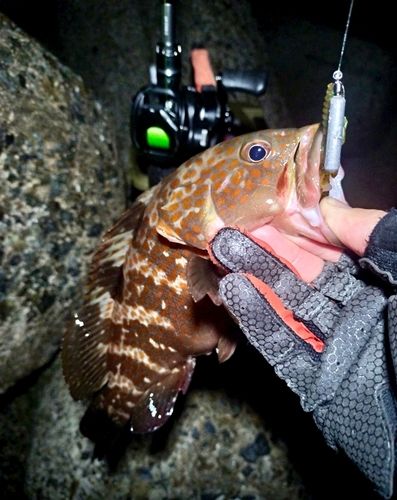 アコウの釣果