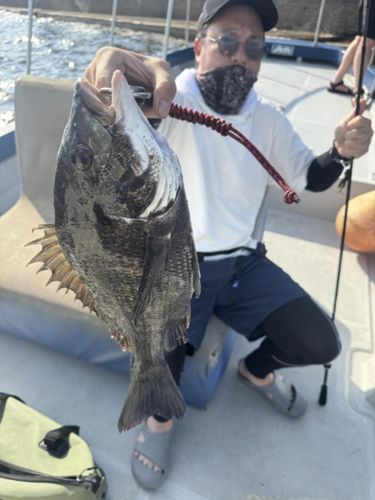 チヌの釣果