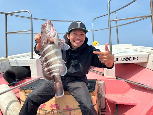 マハタの釣果