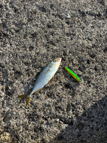 ワカシの釣果