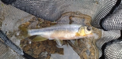 カワムツの釣果