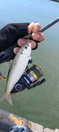 サッパの釣果