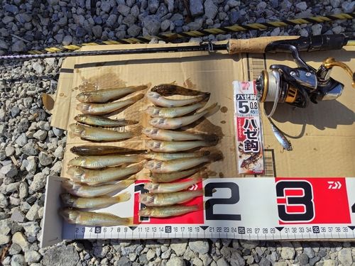 ハゼの釣果
