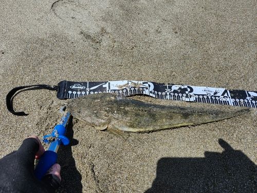 マゴチの釣果