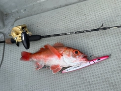 アカムツの釣果