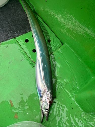 タチウオの釣果