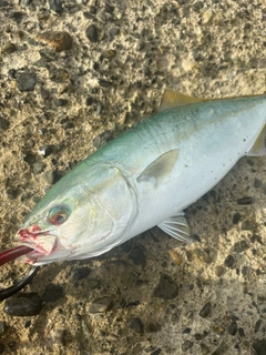 ワカシの釣果