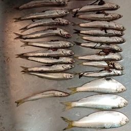 カタクチイワシ