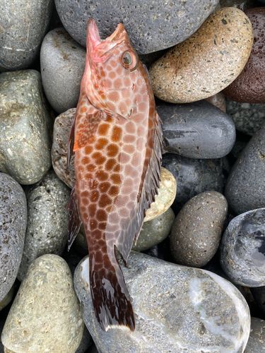 オオモンハタの釣果