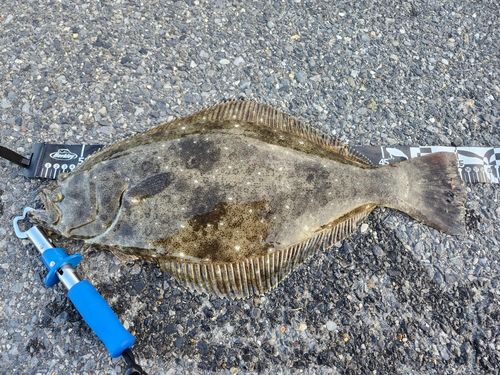 ヒラメの釣果