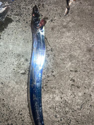 タチウオの釣果