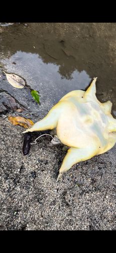 釣果