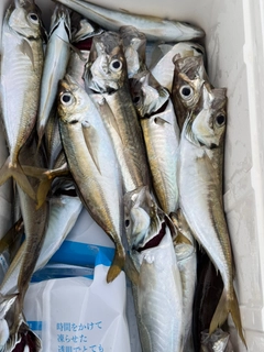 マアジの釣果