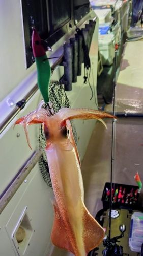 ケンサキイカの釣果