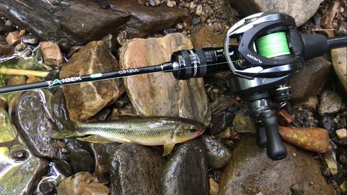 カワムツの釣果