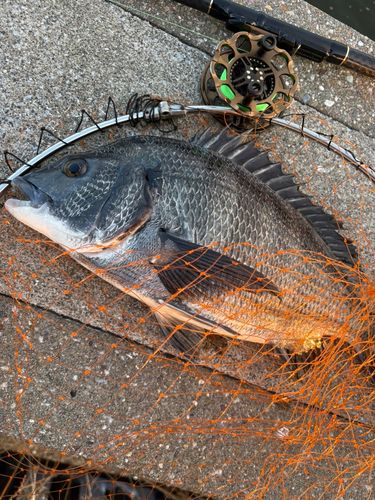 クロダイの釣果