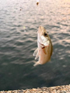 セイゴ（マルスズキ）の釣果