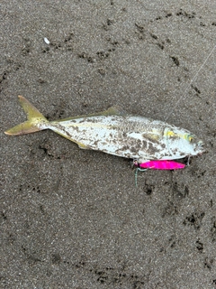 ワカシの釣果