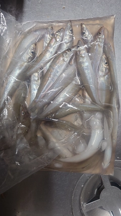 キスの釣果